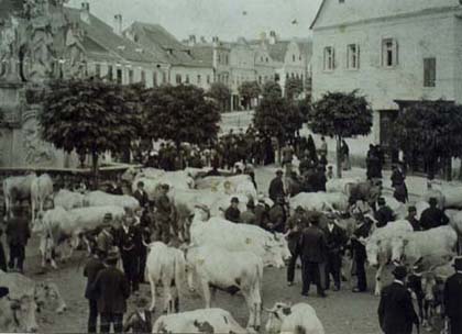 Viehmarkt auf dem Dreifaltigkeitsplatz, 19. 7. 1909
StAZ, Sign. BA 04/2/9